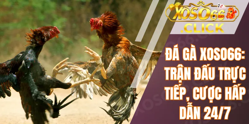 Đá gà Xoso66