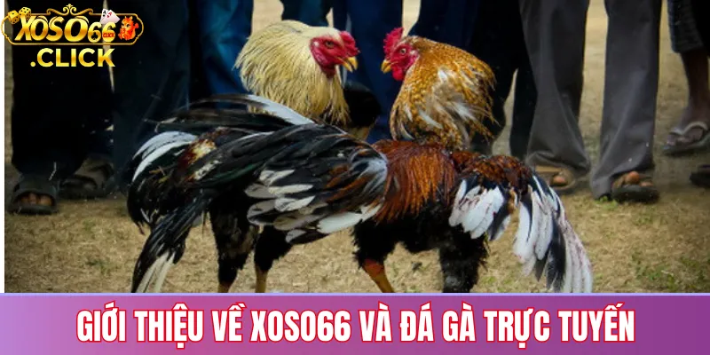 Đá gà Xoso66: Trận đấu trực tiếp, cược hấp dẫn 24/7 2 Giới thiệu về Xoso66 và đá gà trực tuyến